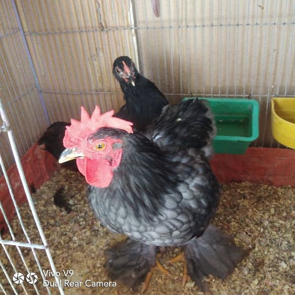 blue or black bantam ready to breed pairs available  age 5.5 month 4