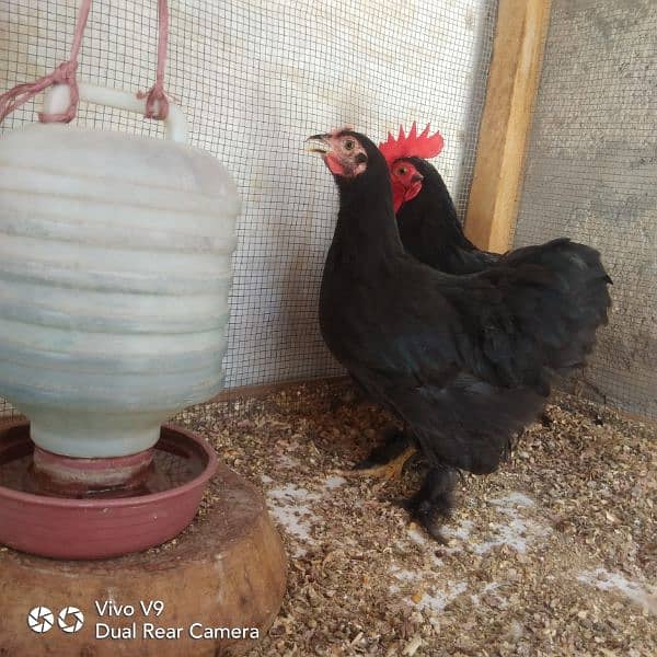 blue or black bantam ready to breed pairs available  age 5.5 month 5