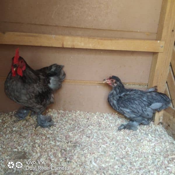 blue or black bantam ready to breed pairs available  age 5.5 month 6