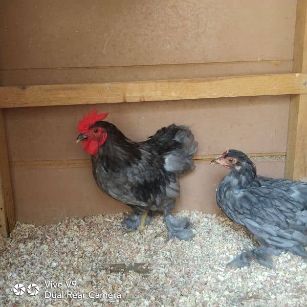 blue or black bantam ready to breed pairs available  age 5.5 month 7