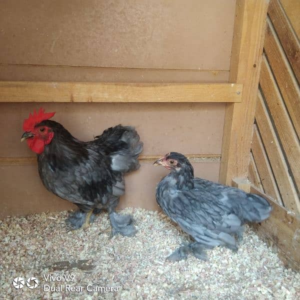 blue or black bantam ready to breed pairs available  age 5.5 month 8