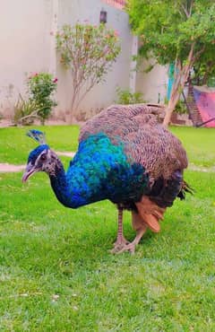 Blue shoulder peacock (13 month)