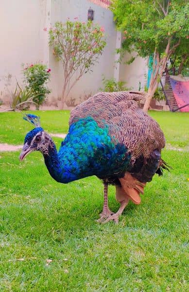 Blue shoulder peacock (13 month) 0