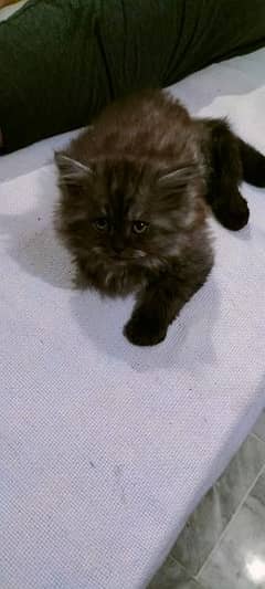 triple cot Orignal persian Cat