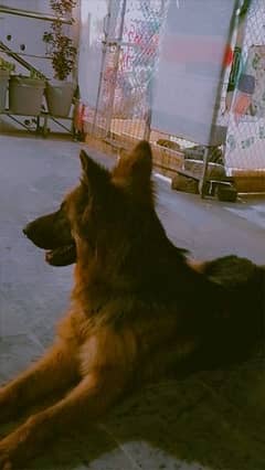 gsd puppy available for sale age 29day 0