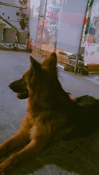 gsd puppy available for sale age 29day 0
