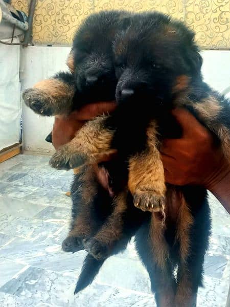 gsd puppy available for sale age 29day 2