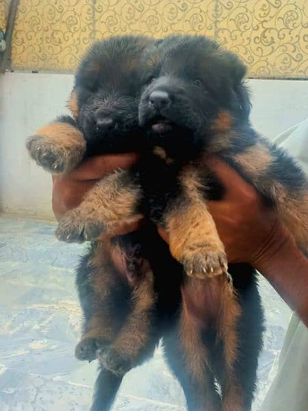 gsd puppy available for sale age 29day 3