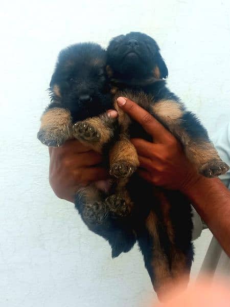 gsd puppy available for sale age 29day 4