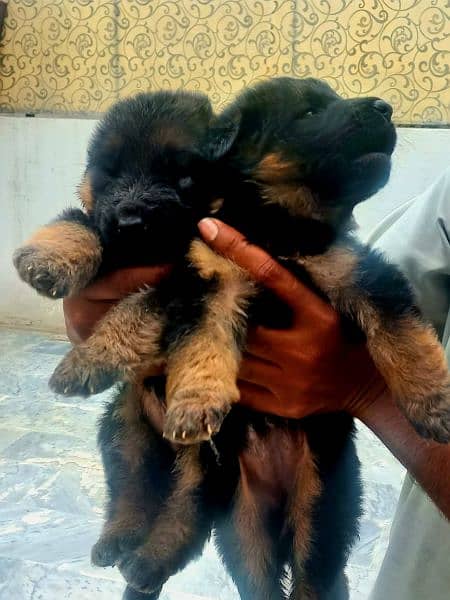 gsd puppy available for sale age 29day 6