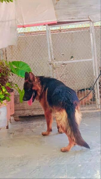 gsd puppy available for sale age 29day 7