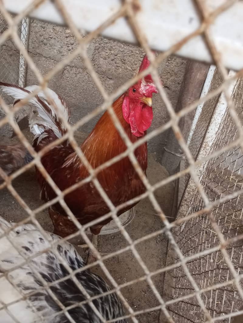 Desi Murgha (Rooster) For Sale 1