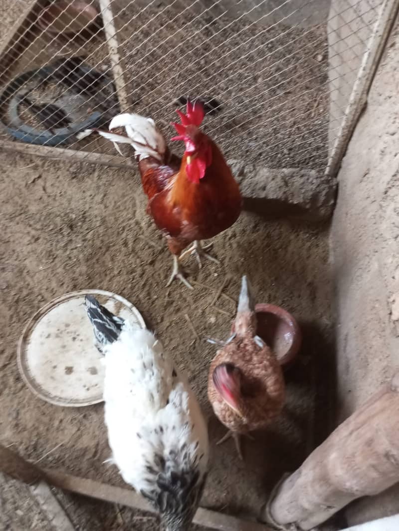 Desi Murgha (Rooster) For Sale 4