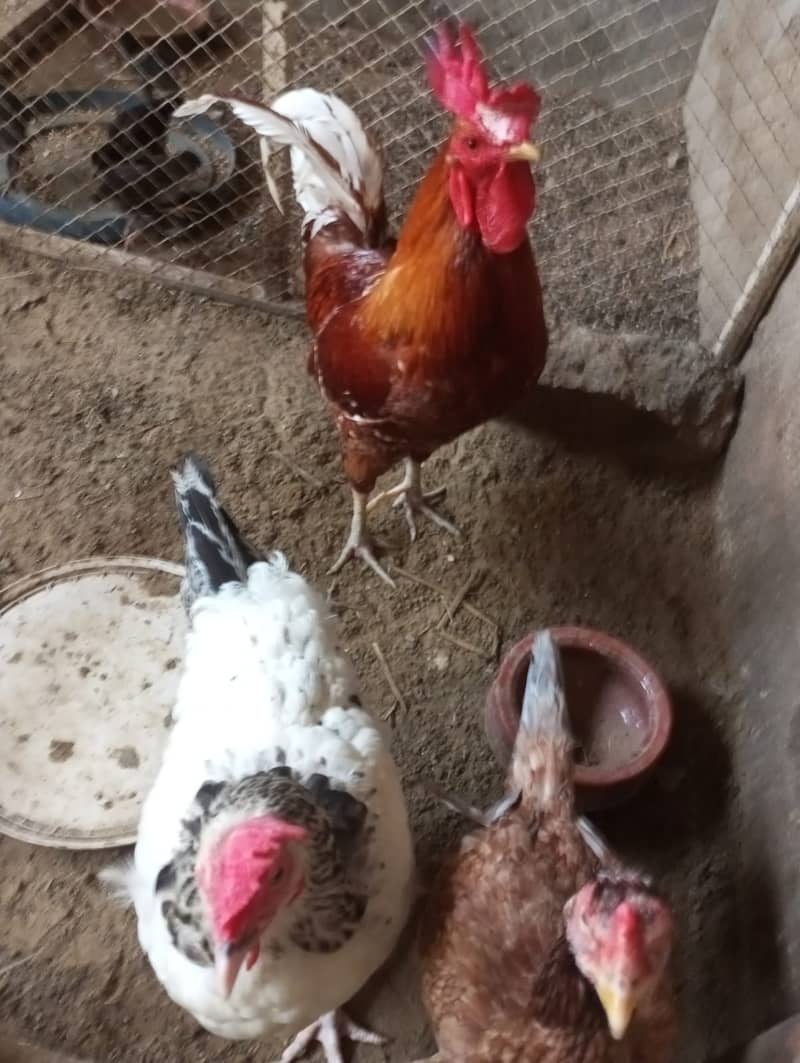 Desi Murgha (Rooster) For Sale 2