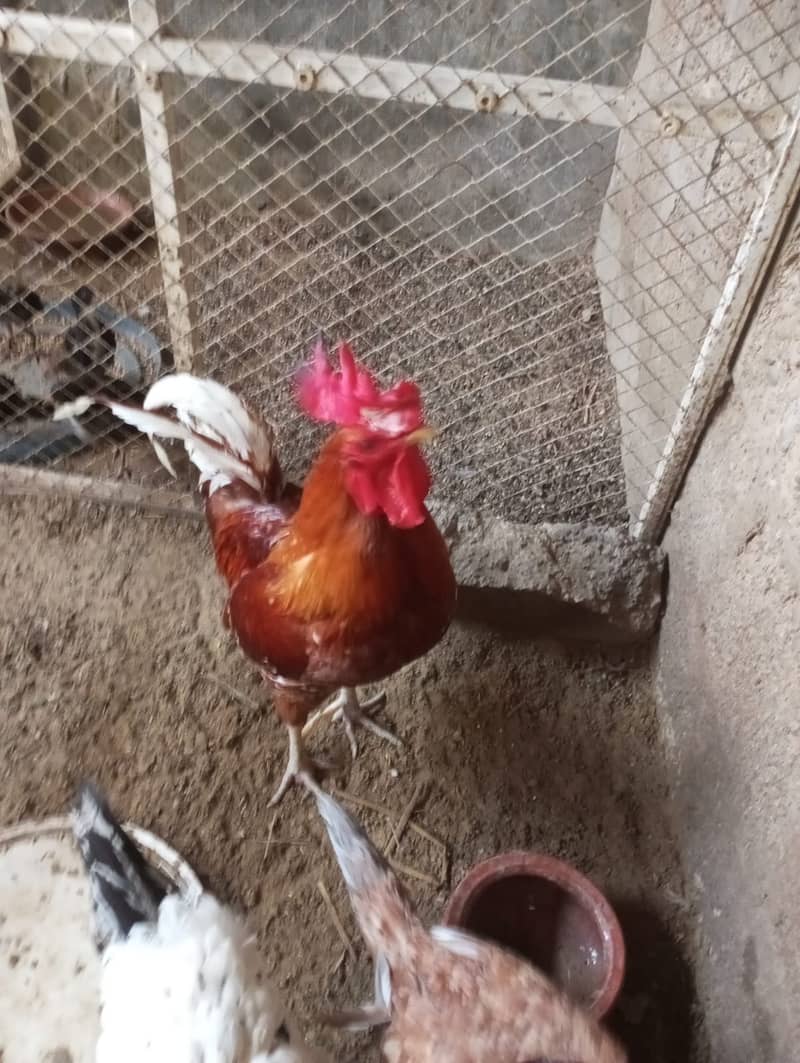 Desi Murgha (Rooster) For Sale 3