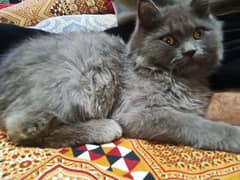 pure Persian cat male