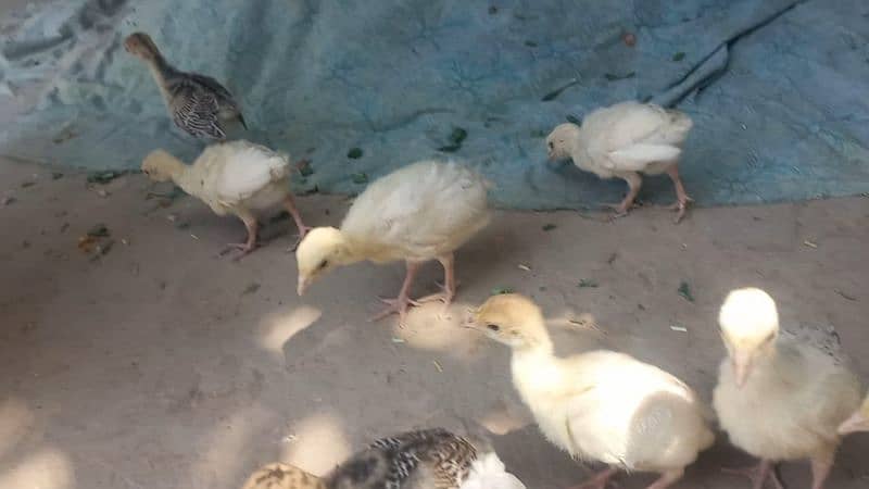 Turkey chicks 5