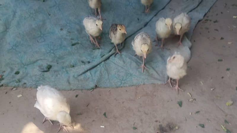 Turkey chicks 6