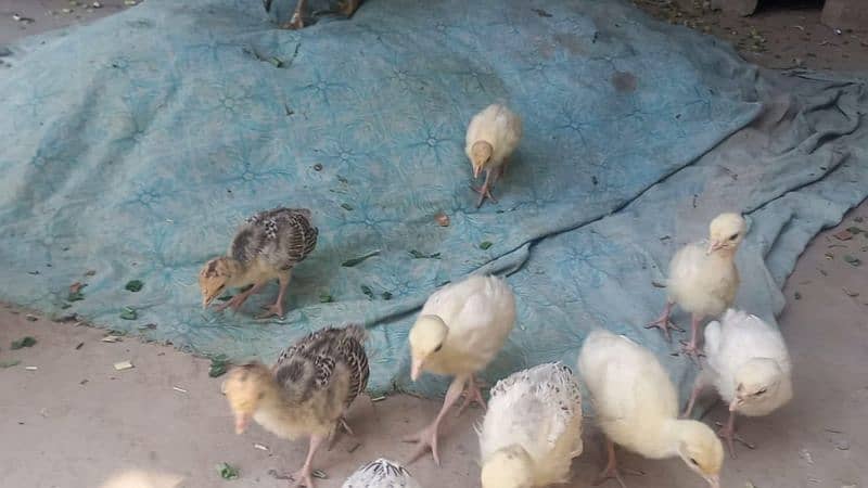 Turkey chicks 7