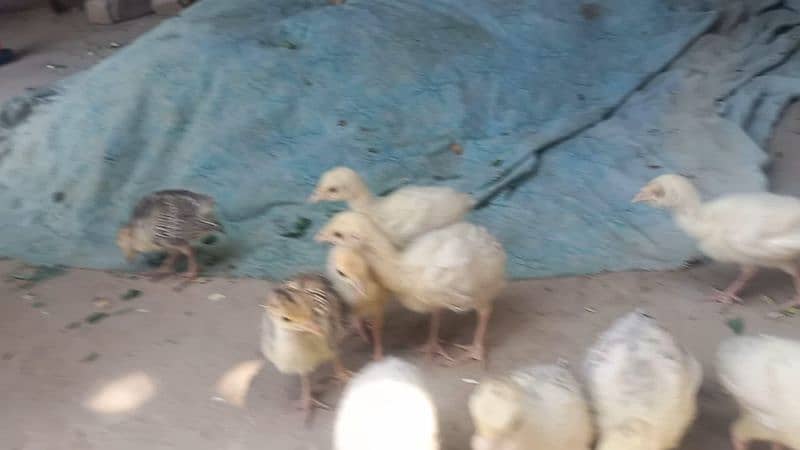 Turkey chicks 8