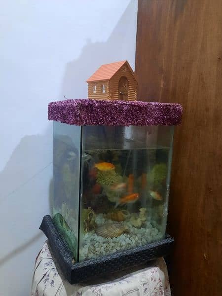 6 fish with decent size Aquarium 0