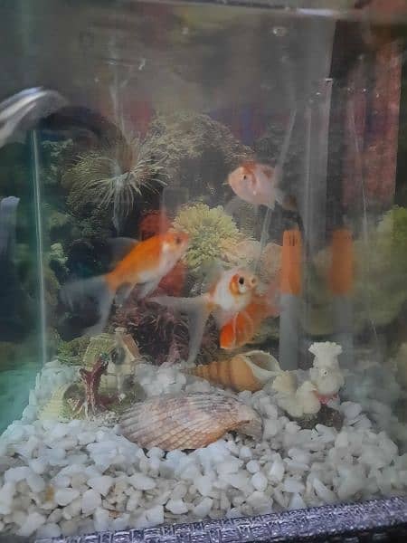 6 fish with decent size Aquarium 1