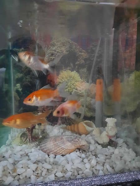 6 fish with decent size Aquarium 2