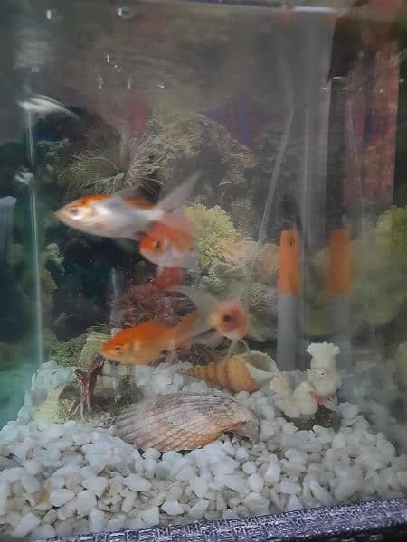 6 fish with decent size Aquarium 4