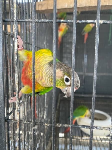 Pineapple and Yellow shaded conures 1