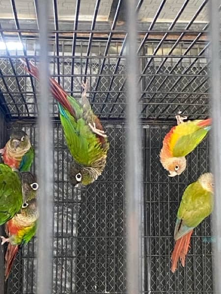 Pineapple and Yellow shaded conures 2