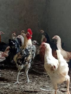 misri hens ready for layaing