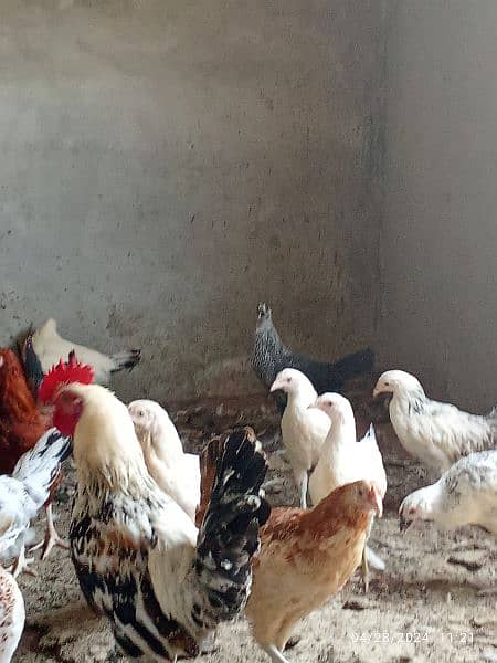 misri hens ready for layaing 1