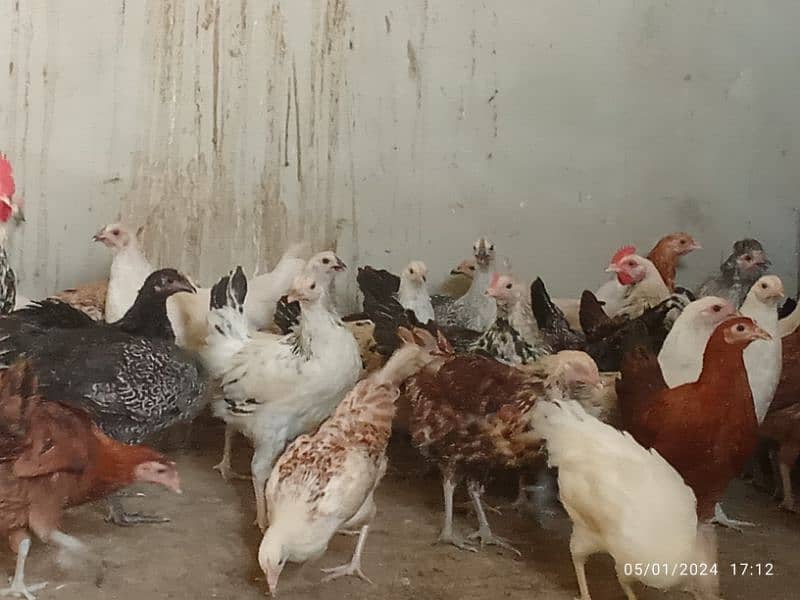 misri hens ready for layaing 3