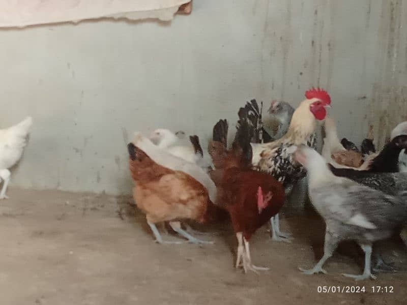 misri hens ready for layaing 5
