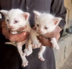 Persian 2 baby cats
