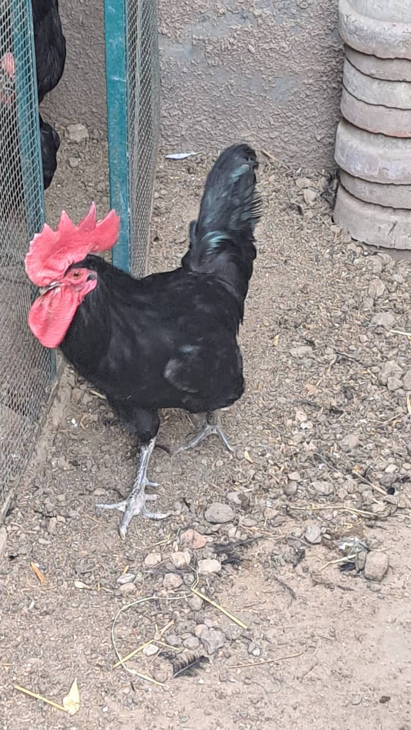 Genuine Australorp rooster for sale 0