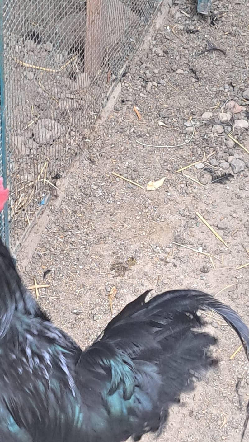 Genuine Australorp rooster for sale 1