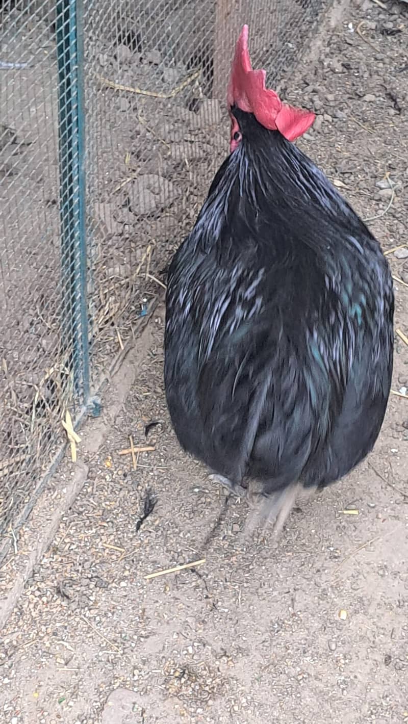 Genuine Australorp rooster for sale 2