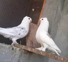 Fancy sentient pigeon pairs
