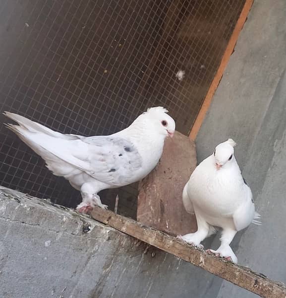 Fancy sentient pigeon pairs 1