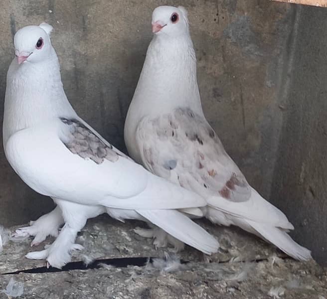 Fancy sentient pigeon pairs 2