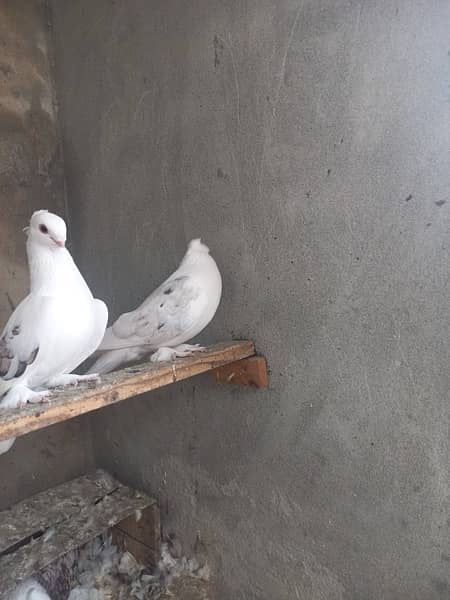 Fancy sentient pigeon pairs 3