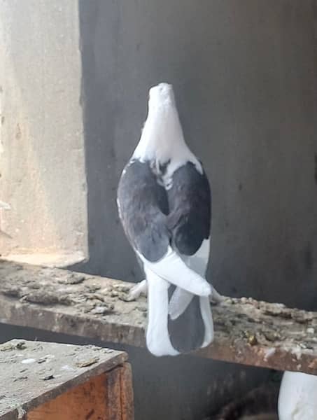 Fancy sentient pigeon pairs 4