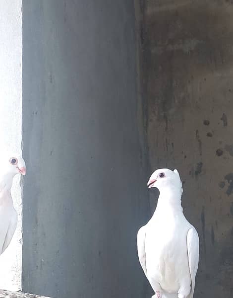 Fancy sentient pigeon pairs 6