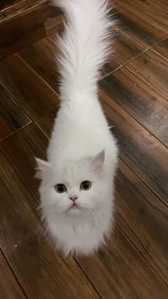 pershion cat