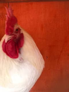 Australorp | Brown Heavy Buff | Aseel | White Silky | Chicks