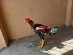 Ayam Cemani Chicks And Aseel Pairs For sale In Lahore