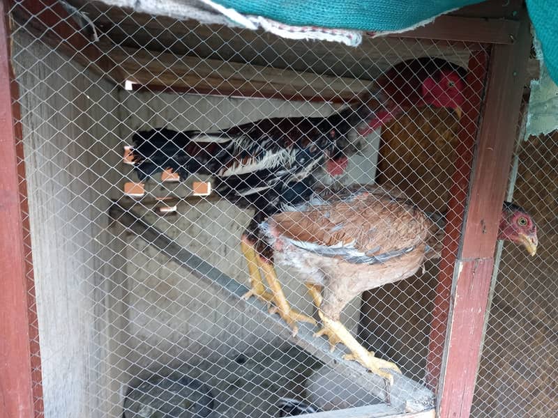 Ayam Cemani Chicks And Aseel Pairs For sale In Lahore 2
