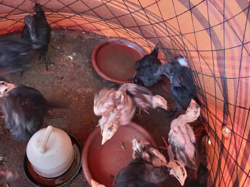 Ayam Cemani Chicks And Aseel Pairs For sale In Lahore 5