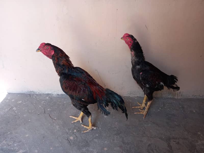 Ayam Cemani Chicks And Aseel Pairs For sale In Lahore 6